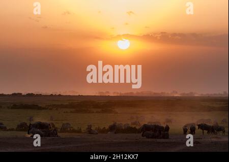 Wildebeest, Connochaetes taurinus, e zebre comuni, Equus quagga, pascolo durante il tramonto. Parco Nazionale di Amboseli, Kenya, Africa. Foto Stock