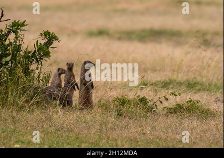 Mungos Mungos, manganese, in piedi sui loro piedi posteriori. Masai Mara Riserva Nazionale, Kenya, Africa. Foto Stock