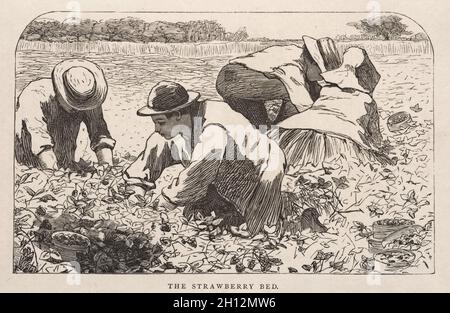 Il letto di Strawberry, 1868. Winslow Homer (americano, 1836-1910). Incisione in legno; Foto Stock