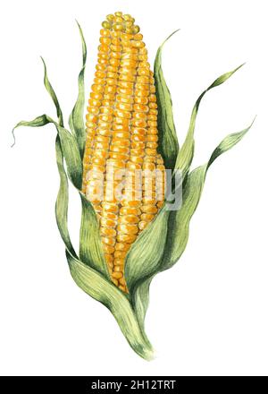 Mais giallo, maturo sulla pannocchia. Illustrazione di acquerello agricola. Isolato su sfondo bianco. Disegnato a mano. Foto Stock