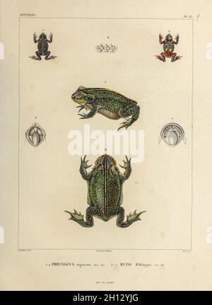 I toads del Sudamerica, illustrazione del diciannovesimo secolo Foto Stock