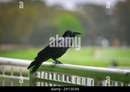 Corvo australiano nero seduto su una recinzione bianca di metallo Foto Stock