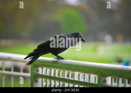 Corvo australiano nero seduto su una recinzione bianca di metallo Foto Stock