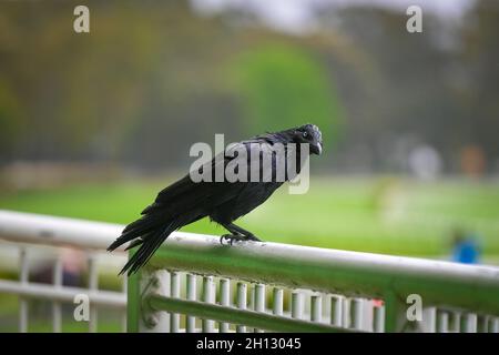 Corvo australiano nero seduto su una recinzione bianca di metallo Foto Stock