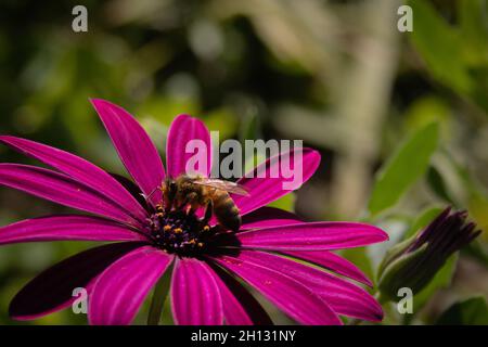 Ape di miele europea sulla Daisy africana in Australia Foto Stock