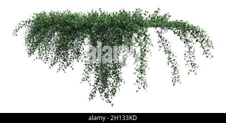 Illustrazione 3D arrampicata piante creepers isolato su sfondo bianco Foto Stock