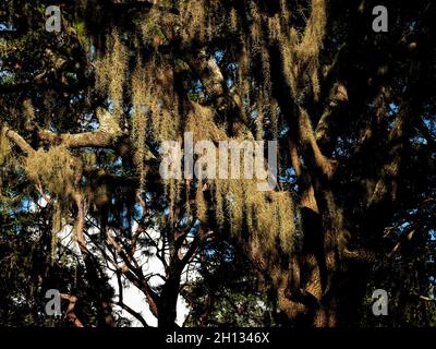 Muschio spagnolo al John Chestnut Sr. Park, Florida Foto Stock