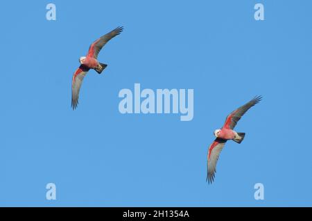 Due galloni rosa e grigio (Eolophus roseicapilla) che volano attraverso un cielo blu nel NSW, Australia Foto Stock