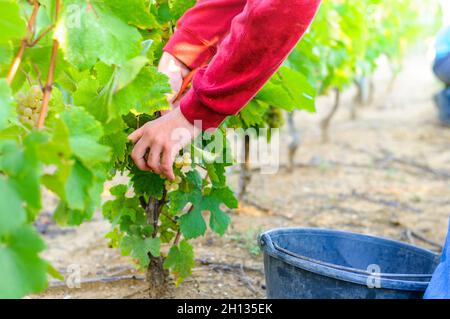 Vendemmia a Beaujolais Foto Stock
