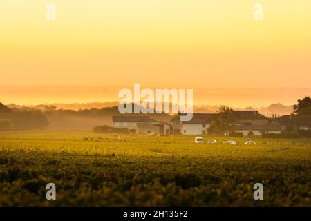 Workers in vineyards of Beaujolais during the golden hour, France Foto Stock