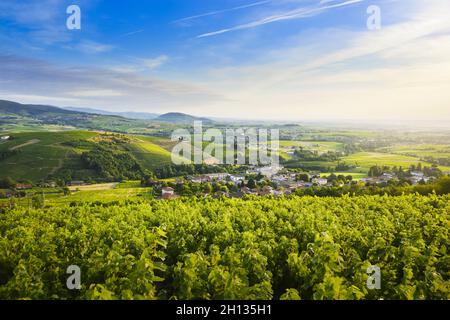 Landscape of Beaujolais land with vineyards and hills, France Stock Photo