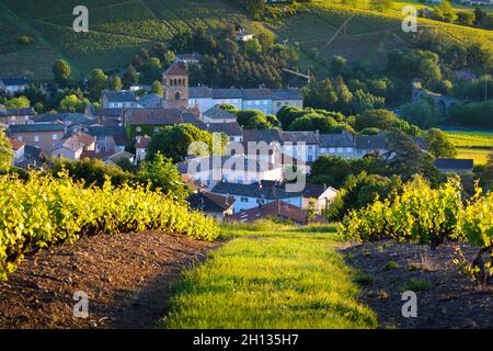 Village of Beaujolais and vineyards in France Stock Photo