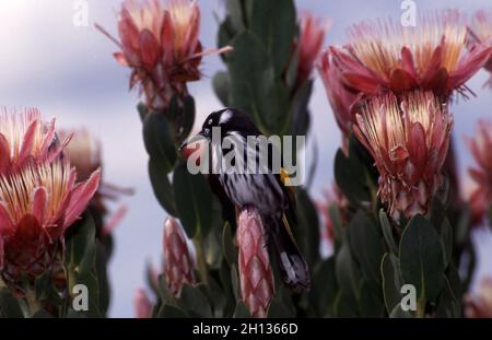 MELIEFAGIO DELLA NUOVA OLLANDA (PHYLIDONYRIS NOVAEHOLLANDIAE) APPOLLATO SU UN FIOR DI PROTEA ROSA. NUOVO GALLES DEL SUD, AUSTRALIA. Foto Stock