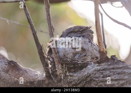 Un bambino Tawny Frogmouth cazzo accoccolato accanto al suo genitore in un nido forchetta albero. Foto Stock