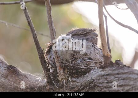 Un bambino Tawny Frogmouth cazzo accoccolato accanto al suo genitore in un nido forchetta albero. Foto Stock