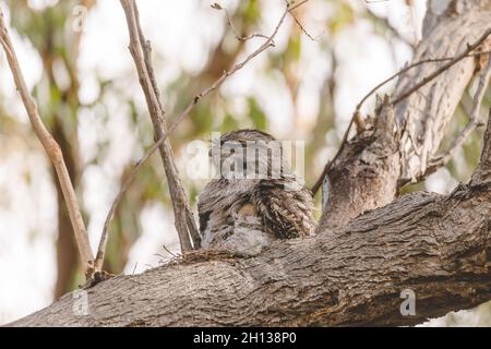 Un bambino Tawny Frogmouth cazzo accoccolato accanto al suo genitore in un nido forchetta albero. Foto Stock