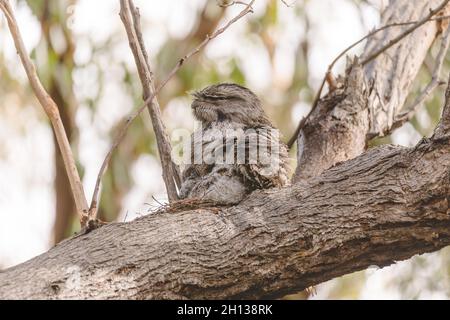 Un bambino Tawny Frogmouth cazzo accoccolato accanto al suo genitore in un nido forchetta albero. Foto Stock