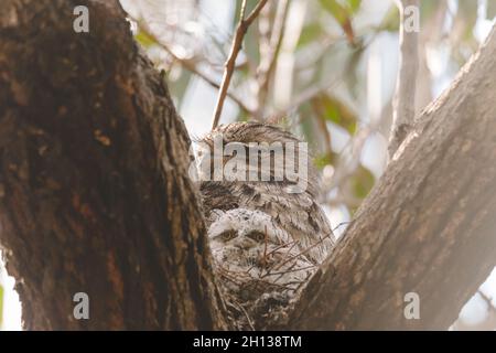 Un bambino Tawny Frogmouth cazzo accoccolato accanto al suo genitore in un nido forchetta albero. Foto Stock