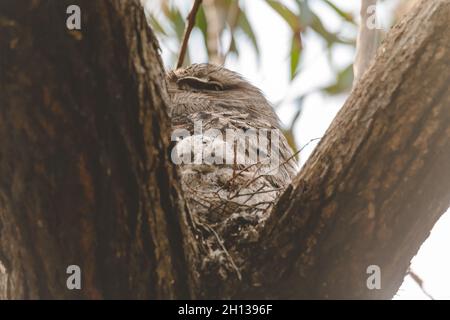 Un bambino Tawny Frogmouth cazzo accoccolato accanto al suo genitore in un nido forchetta albero. Foto Stock