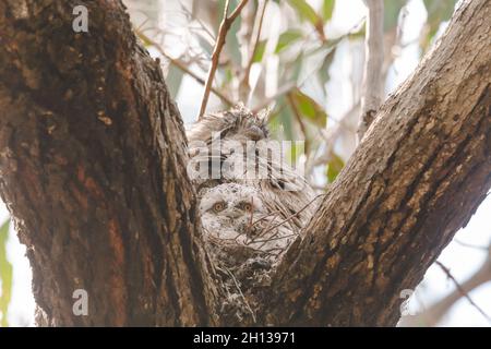 Un bambino Tawny Frogmouth cazzo accoccolato accanto al suo genitore in un nido forchetta albero. Foto Stock