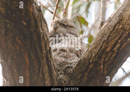 Un bambino Tawny Frogmouth cazzo accoccolato accanto al suo genitore in un nido forchetta albero. Foto Stock