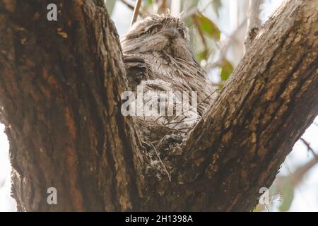 Un bambino Tawny Frogmouth cazzo accoccolato accanto al suo genitore in un nido forchetta albero. Foto Stock