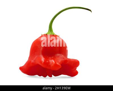 Peperoncino rosso maturo, capsicum baccatum, isolato su sfondo bianco Foto Stock