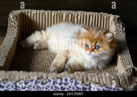 British Shortair gattino Golden color giacendo in una scatola di cartone graffiando le griffe del gatto, vista da sopra il gatto è poggiato in un vassoio di carta, nel morn Foto Stock