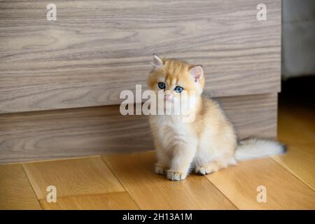 British Shortair gattini colore dorato seduta su pavimento in legno in camera, cute gatto posa Innocent guardare, puri e bei gattini pedigree sono carini. Foto Stock