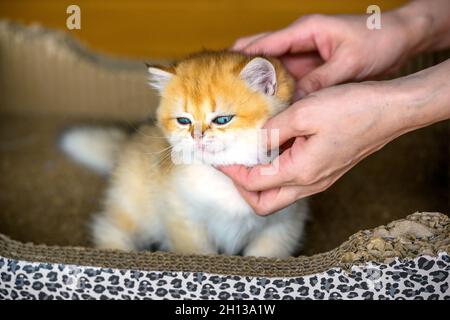 La mano del proprietario sta stropicciando e graffiando il collo del gattino. British Shortair gattini colore dorato. Il gatto è doze e gode il proprietario stroking e p Foto Stock