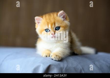 British Shortair gattini dorati stesi su un materasso con tela grigio scuro. In una posizione comoda e rilassata a casa. Puro e bellissimo pedigr Foto Stock