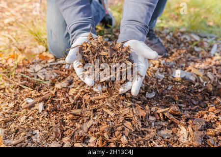mani uomo giardinaggio guanti mostrare qualità di legno segatura pacciame o  decomporsi rifiuti organici su cumulo di compost Foto stock - Alamy