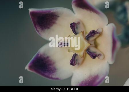 Purple Desert Flower (Sodom's Apple) macrofotografia da vicino negli Emirati Arabi Uniti. Messa a fuoco selettiva Foto Stock