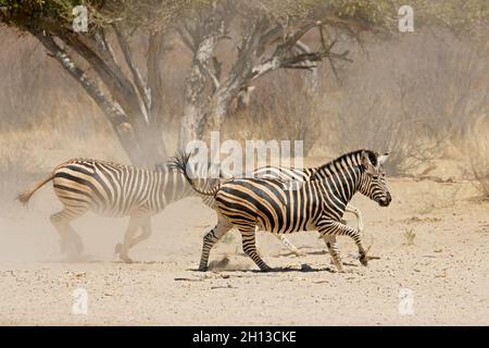 Allerta pianure zebre (Equus burchelli) in esecuzione su pianure polverose, Sudafrica Foto Stock