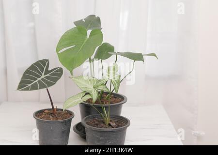 Primo piano di Monstera, Alocasia, e piante di Syngonium in pentole sul tavolo bianco Foto Stock