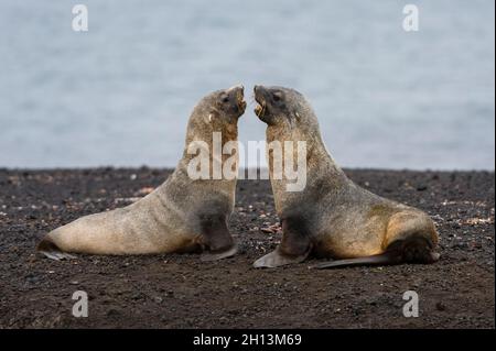 Due foche antartiche, l'Arctocephalus gazella, sulla spiaggia vulcanica nera dell'isola di Deception, in Antartide. Antartide. Foto Stock