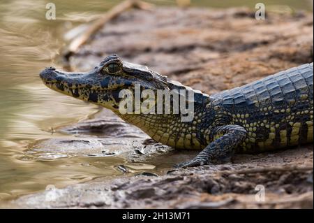 Un caimano di Yacare, Caiman crocodylus yacare, che riposa sulla riva del fiume. Stato del Mato Grosso do sul, Brasile. Foto Stock