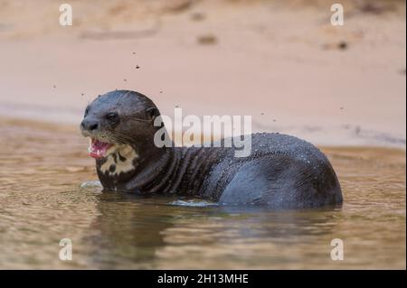 Una lontra gigante, Pteronura brasiliensis, situata nel fiume Cuiaba. Stato del Mato Grosso do sul, Brasile. Foto Stock