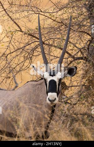 Ritratto di un gemsbok, Oryx gazella, guardando la fotocamera. Nxai Pan, Botswana Foto Stock