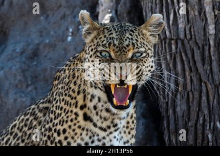 un leopardo (Panthera pardus) che si snarling e guardando la macchina fotografica, Okavango Delta, Botswana. Foto Stock