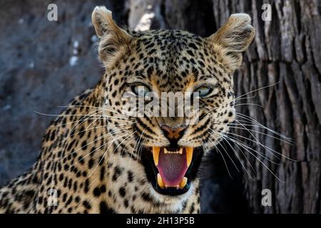 un leopardo (Panthera pardus) che si snarling e guardando la macchina fotografica, Okavango Delta, Botswana. Foto Stock