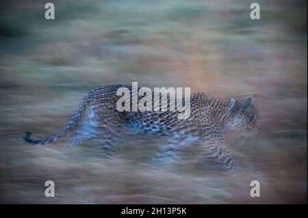 un leopardo, Panthera pardus, che corre in erba la sera. Concessione Khwai, Delta Okavango, Botswana Foto Stock