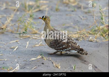 Un sandgrouse a doppia bandella, Pterocles bicintus, a terra. Savuti, Parco Nazionale di Chobe, Botswana Foto Stock