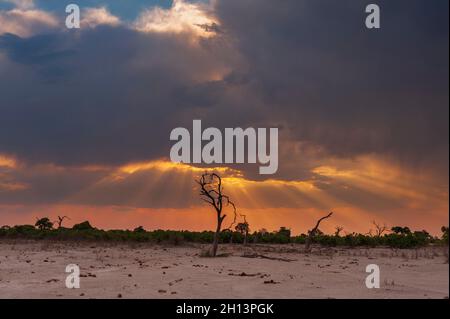 Savuti Marsh al tramonto. Savuti, Parco Nazionale di Chobe, Botswana Foto Stock