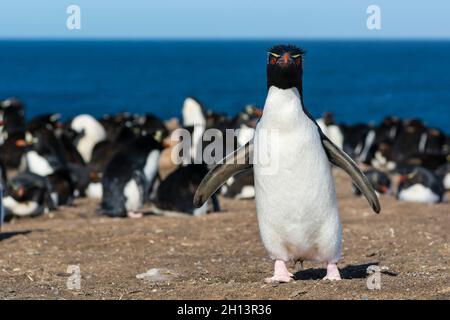 Un pinguino rockhopper, Eudyptes chrysocome, guardando la macchina fotografica. Isola di Pebble, Isole Falkland Foto Stock