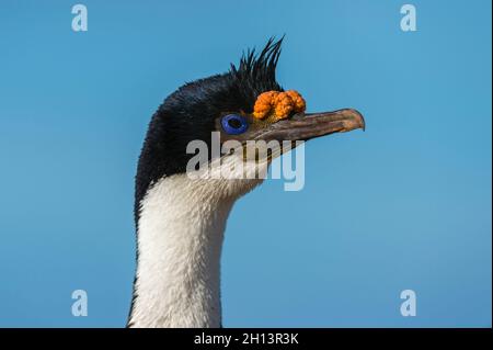 Ritratto di uno shag imperiale, albicipiti Leucocarbo. Isola di Pebble, Isole Falkland Foto Stock