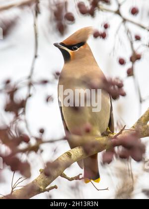 L'alveo boemo (Bombycilla garrulus) è un uccello passerino di medie dimensioni. Si alleva nel Nord Europa e in inverno può migrare fino a sud Foto Stock