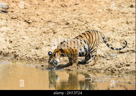 Tigre di Bengala, tigre di Panthera tigris, acqua potabile dal waterhole in India Bandhavgarh National Park. Madhya Pradesh, India. Foto Stock