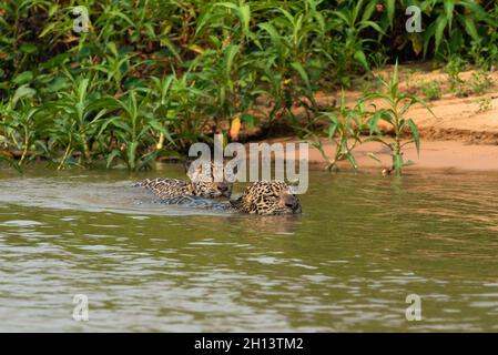 Una Jaguar nuota con un cucciolo nel Pantanal del Nord Foto Stock