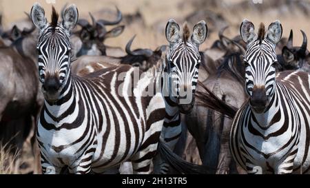 Zebre di Three Grant, Equus quagga boehmi, guardando la macchina fotografica, Masai Mara National Reserve, Kenya. Kenya. Foto Stock